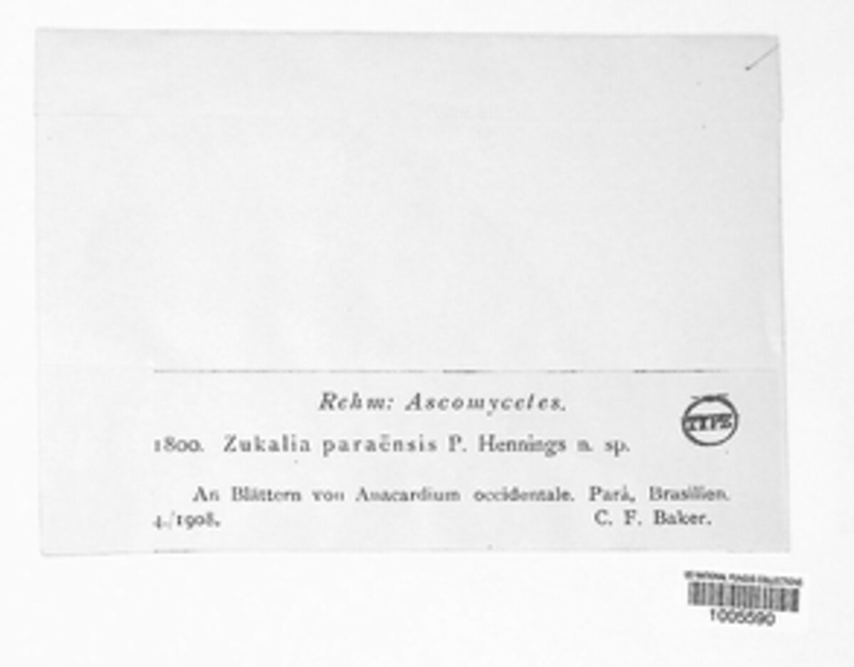 Zukalia paraensis image